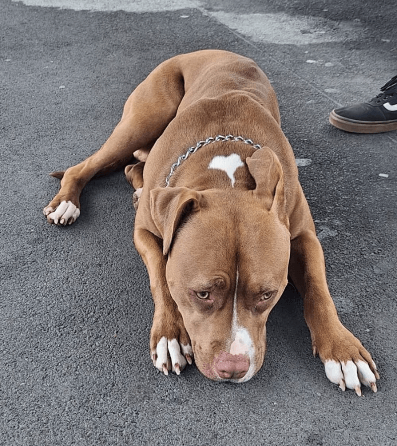 Crônica do Cão Perdido