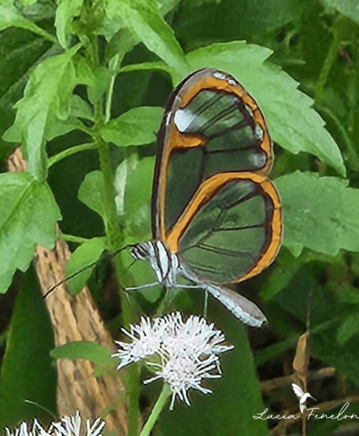 Borboleta