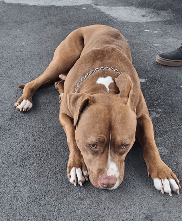 Crônica do Cão Perdido